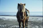 Rodi min Islandshäst på stranden
